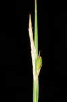 Acid-loving sedge